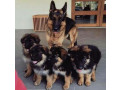 german-shepherd-puppies-small-0