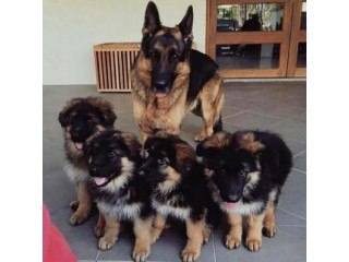 German Shepherd Puppies