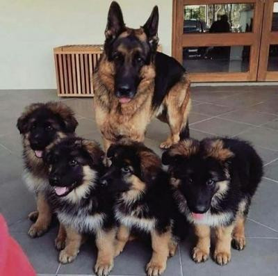 german-shepherd-puppies-big-0